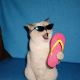 Shoehaha
