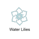 Water lilies