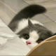 cat shop.sg