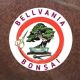 Bellvania_bonsai