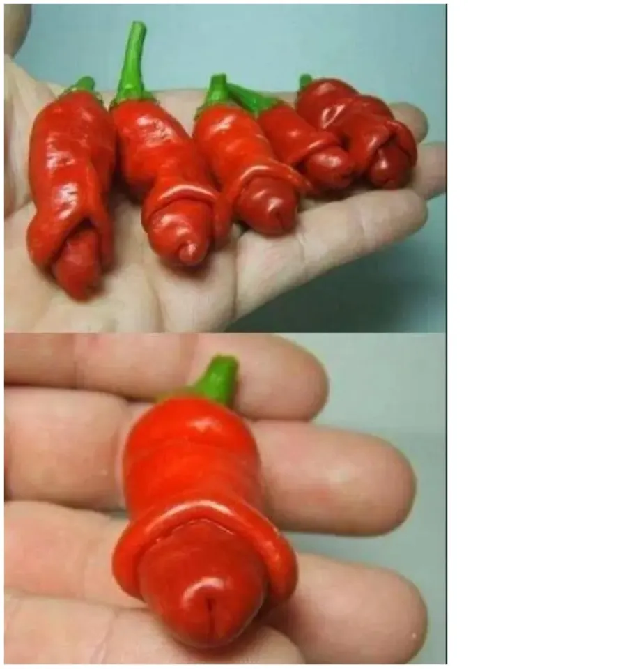 5 seeds sd097 Peter Pepper Aphrodisiac Pepper Penis chili Lazada PH