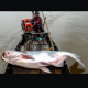 SenangMemancing
