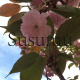 SUSUMU