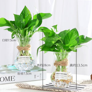 Hydroponic Plant Vase Creative Simple Glass Fresh Transparent Aquatic Green Radish Flower Arrangement Hyacinth Devils Ivy Vase
