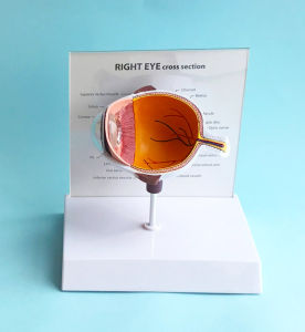 Half Model of Eyeball Eye Anatomy Teaching Aids Chip Iris Human Body Teaching Medical Teaching Instrument Factory Direct Sales