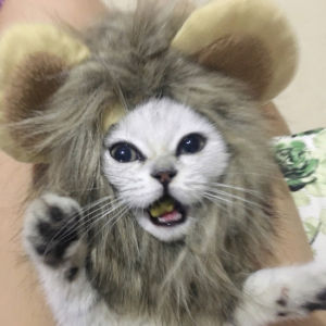 Kitty Lion Headgear Ornament Jiafei Blue Cat Dress up Cute Funny Corgi/French Bulldog Puppy Dog Hat Headdress