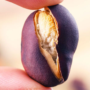 Yunnan Burning Broad Beans Dali Weishan Farm Local Specialty Crispy Broad Beans Original Flavor Oil-Free Original Spicy Dried Tofu Fried Lima Bean