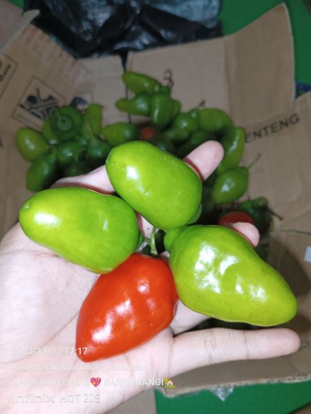 Buyer review image 2