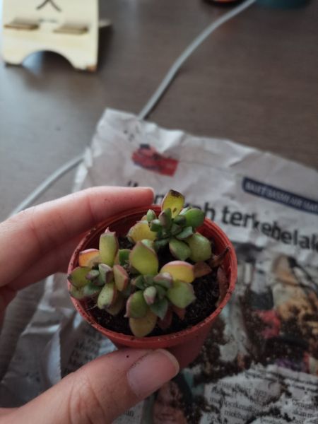 Buyer review image 4