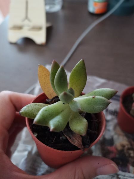 Buyer review image 3