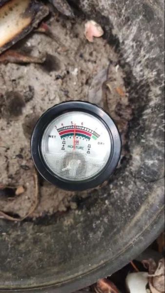 Buyer review image 4