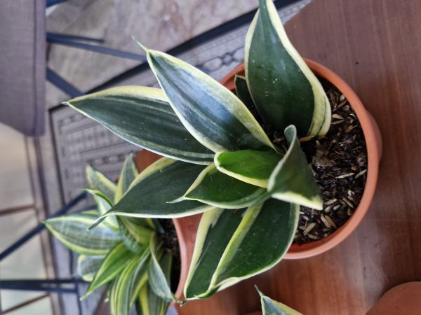 Buyer review image 5