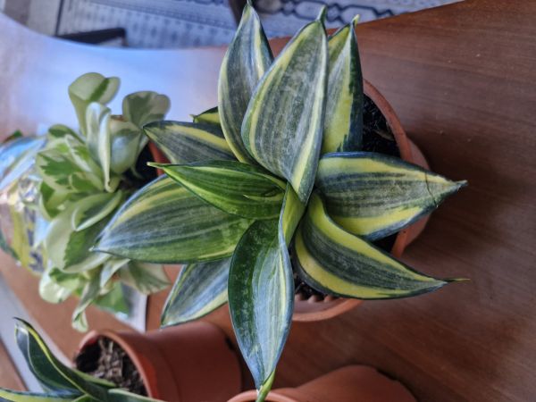 Buyer review image 4