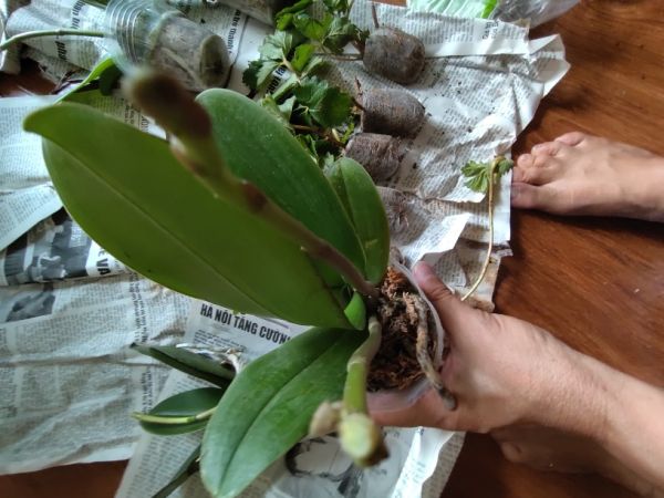 Buyer review image 3
