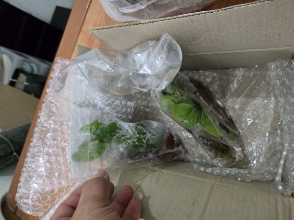 Buyer review image 3