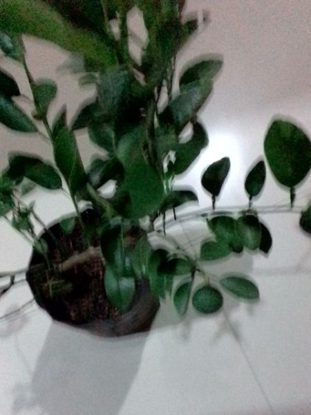 Buyer review image 4