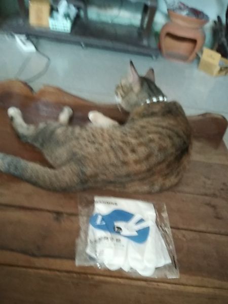 Buyer review image 1