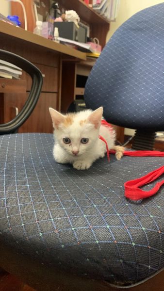 Buyer review image 4