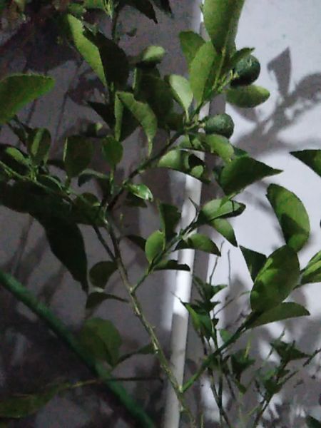 Buyer review image 5