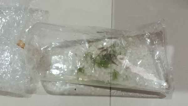 Buyer review image 3