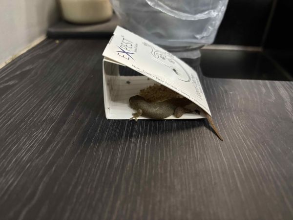 Buyer review image 4