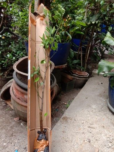 Buyer review image 3