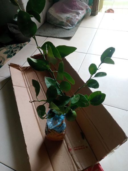 Buyer review image 3