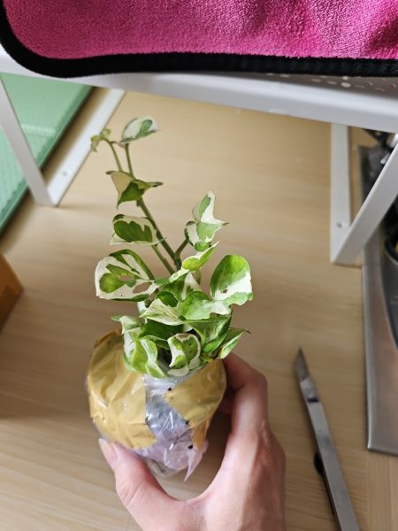 Buyer review image 2