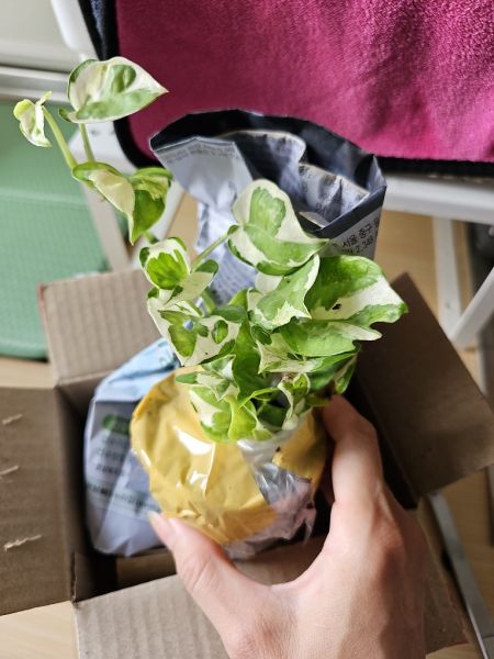 Buyer review image 1