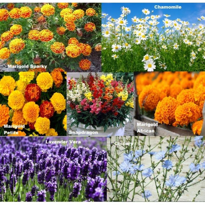 Amefurashi Paket Hemat Benih 16 Jenis Bunga Edible Flower | Lazada ...