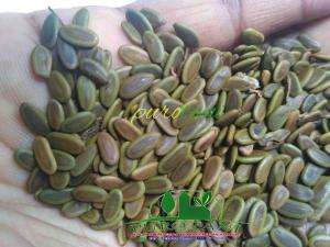 Bibit Biji Benih Sengon Albasia 1Kg Murah