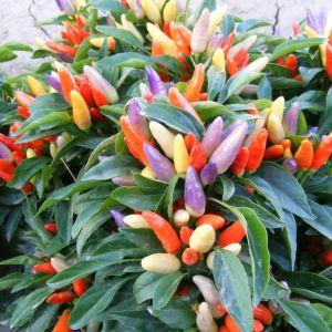 Amefurashi 10 Benih Cabe Numex Easter Pepper Seed Biji Cabe Rainbow