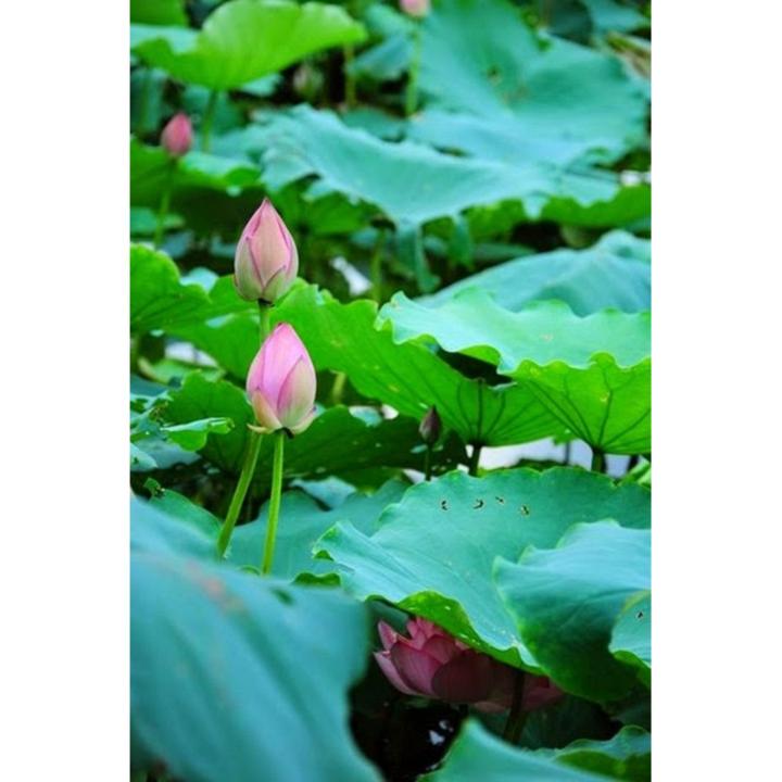 H%E1%BA%A1t%20gi%E1%BB%91ng%20hoa%20sen%20ta%20C%C3%A2y%20l%E1%BB%9Bn%20-%20B%C3%B4ng%20l%E1%BB%9Bn%20-%20Image%206