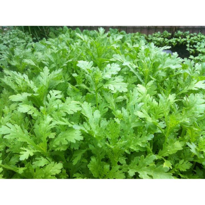 Ph%C3%A2n%20b%C3%B3n%20%C4%91%E1%BA%A1m%20c%C3%A1%20M%E1%BB%B9%20Omega%20Grow%205-1-1%20chuy%C3%AAn%20d%C3%B9ng%20rau%20s%E1%BA%A1ch%20-%20Image%203