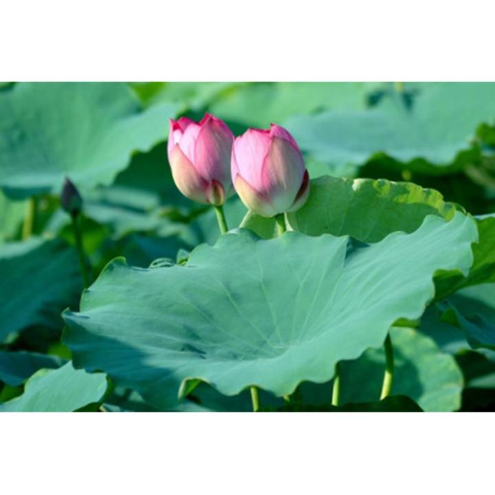 H%E1%BA%A1t%20gi%E1%BB%91ng%20hoa%20sen%20ta%20C%C3%A2y%20l%E1%BB%9Bn%20-%20B%C3%B4ng%20l%E1%BB%9Bn%20-%20Image%203