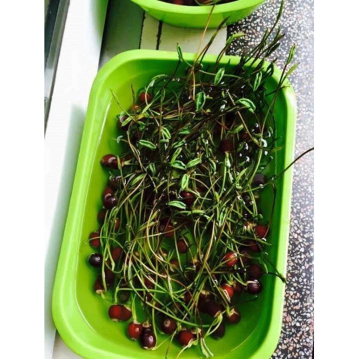 H%E1%BA%A1t%20gi%E1%BB%91ng%20hoa%20sen%20ta%20C%C3%A2y%20l%E1%BB%9Bn%20-%20B%C3%B4ng%20l%E1%BB%9Bn%20-%20Image%205