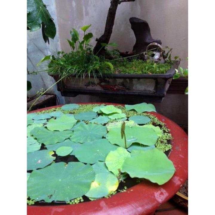 H%E1%BA%A1t%20gi%E1%BB%91ng%20hoa%20sen%20ta%20C%C3%A2y%20l%E1%BB%9Bn%20-%20B%C3%B4ng%20l%E1%BB%9Bn%20-%20Image%204