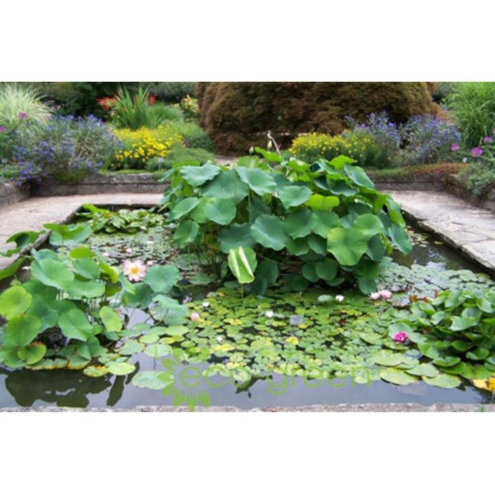 H%E1%BA%A1t%20gi%E1%BB%91ng%20hoa%20sen%20ta%20C%C3%A2y%20l%E1%BB%9Bn%20-%20B%C3%B4ng%20l%E1%BB%9Bn%20-%20Image%209