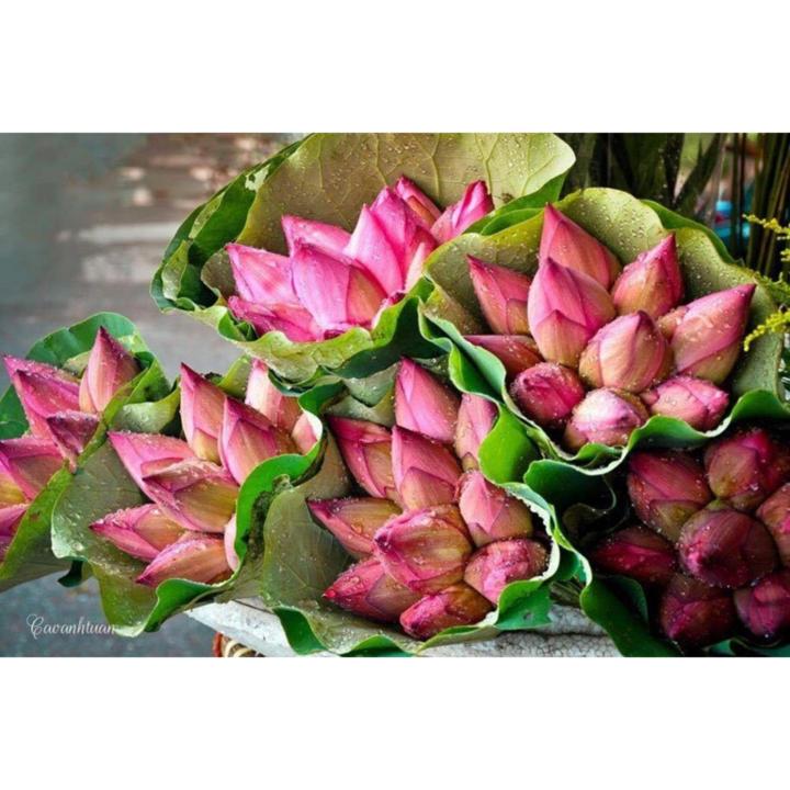 Hạt giống hoa sen ta Cây lớn - Bông lớn