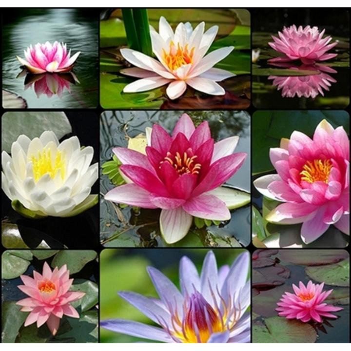 Hạt giống hoa súng Thái