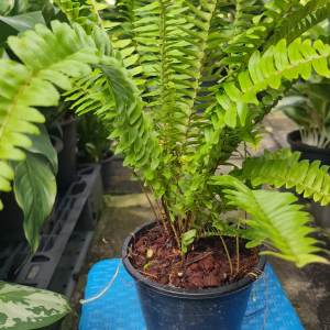 ต้นเฟิร์นใบมะขาม ในกระถาง 5.5 นิ้ว เสริมความสะอาดและดูไปปรับรูป ต้นเฟิร์นใบมะขาม