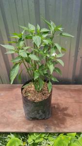 ต้นพริกจินดา ต้นใหญ่เริ่มออกดอกแล้ว พริกจินดา ถุงดำ 5.5 นิ้ว ต้นพริก