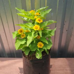 ต้นกระดุมทองต้น พันธุ์ไม่เลื้อย กระดุมทองต้น เพาะในถุงดำหรือกระถาง 5.5นิ้ว.