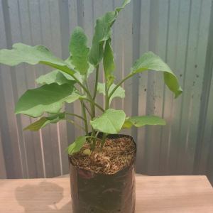 ต้นมะเขือยาว สีม่วง เพาะในถุงชำ 5.5 นิ้ว มะเขือยาวม่วง ต้นมะเขือ