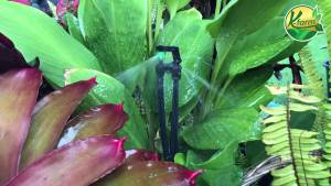 10 ตัว มินิสปริงเกอร์หัวปะทะ ให้น้ำทรงพุ่ม เฉพาะโคนต้น ปักท่อ PE หรือ สายไมโคร ขนาด 5/7 มิล