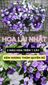 CÂY HOA LÀI NHẬT Hoa ĐỔI MÀU HOA THƠM (cao 25cm) Hoa giống cảnh sân vườn ban công dễ trồng GIÁ RẺ nở quanh năm