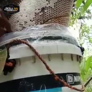 Madu Asli - Madu Odeng (350 ml) Madu Afifah 99 - Madu Hutan Asli Murni