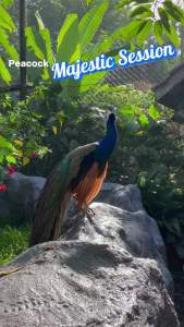 Zoo Negara - Adopt our Peacock