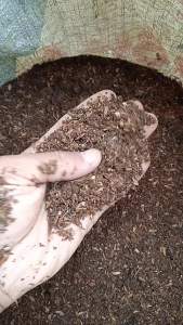 Humus Sekam Padi Hasil Fermentasi Media Tanaman Organik