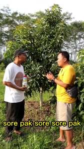 Pupuk Agro Lestari Original Pupuk Organik cair untuk pertumbuhan dan pembuahan Harga Agen Murah